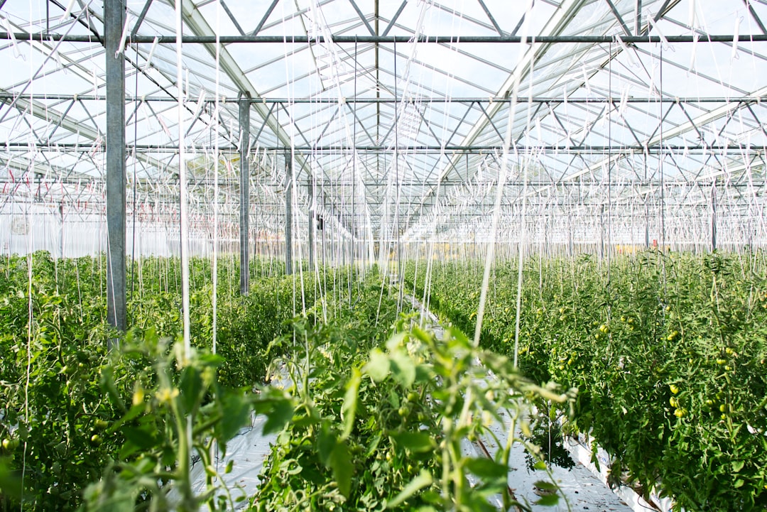Baykar Farm Fields